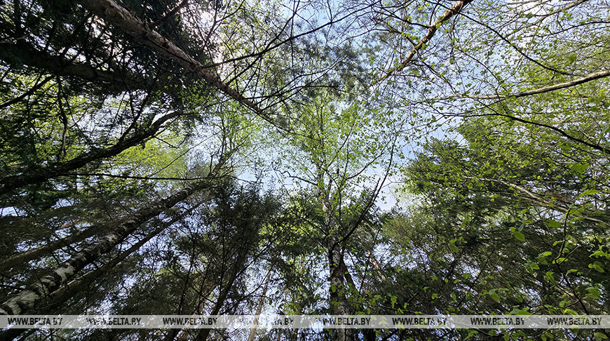 Почти на всей территории Беларуси введены ограничения на посещение лесов