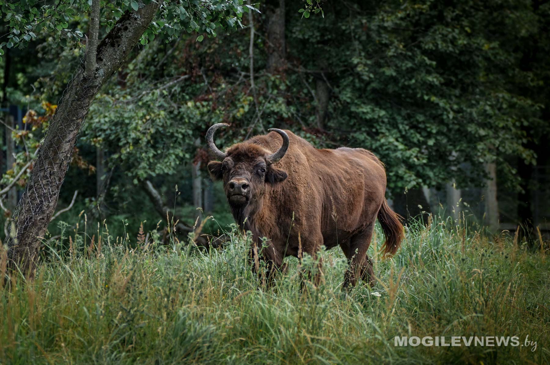 День в Могилевском зоосаде