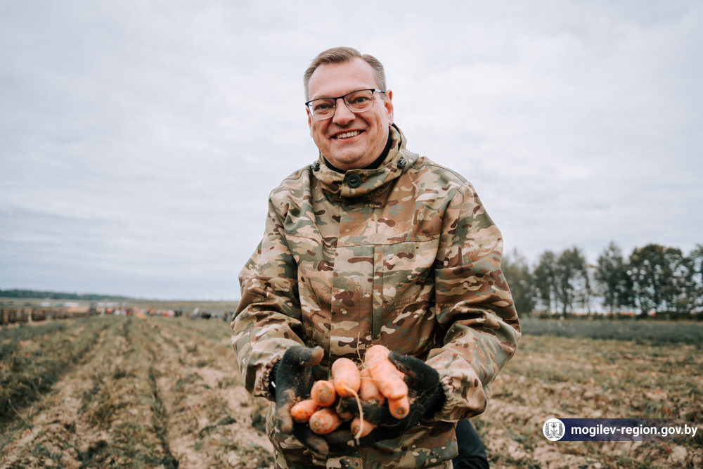 Сбор моркови на поле ОАО «Фирма Кадино»
