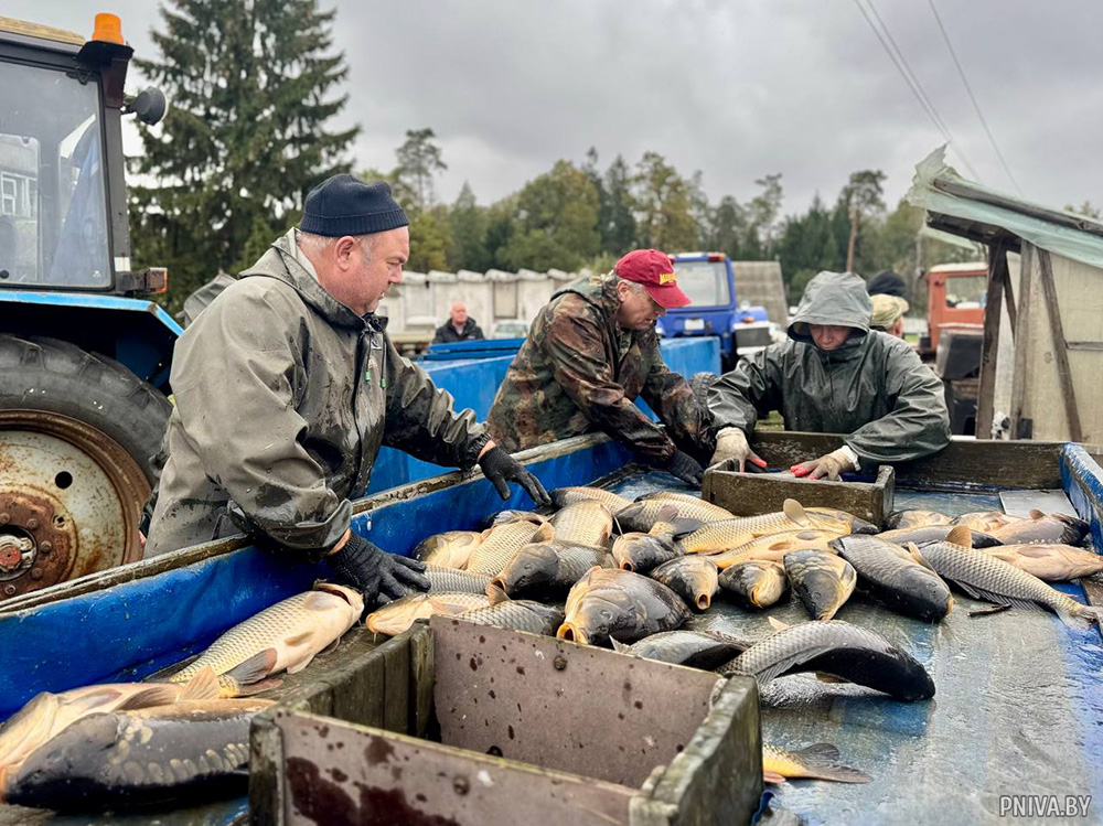 Как в рыбхозе «Полна» собирают осенний улов