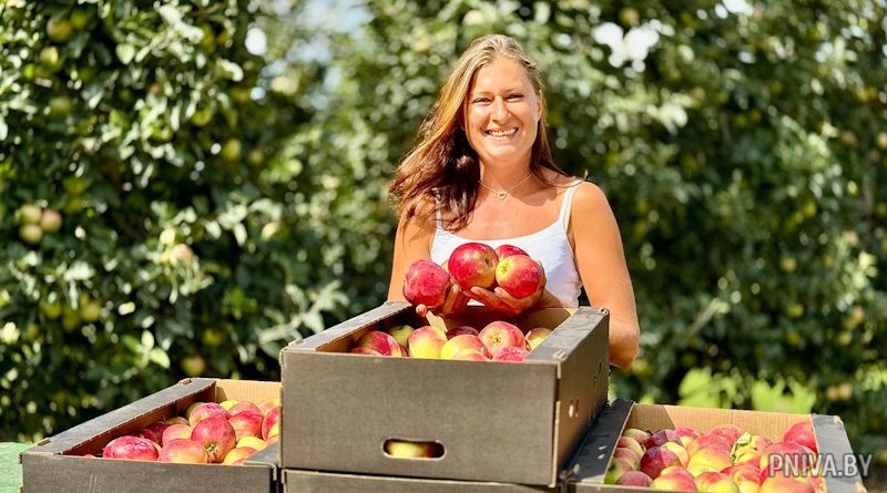 Сезон сбора яблок начался в ООО «АРНИКА-Агро»